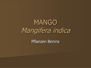 MANGO Mangifera indica