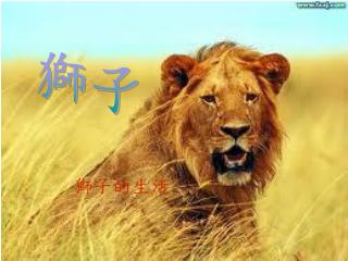 獅子的生活