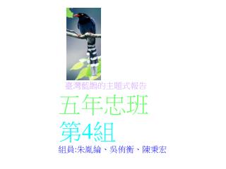 臺灣藍鵲的主題式報告 五年忠班 第 4 組 組員 : 朱胤綸 、吳侑衡、陳秉宏