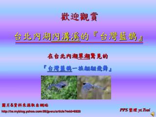 台北內湖 內溝溪 的 『 台灣藍鵲 』