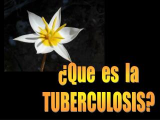 ¿Que es la TUBERCULOSIS?