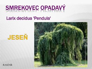 Smrekovec opadavÝ