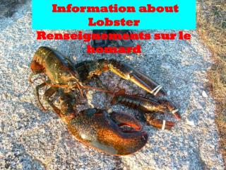 Information about Lobster R enseignements sur le homard