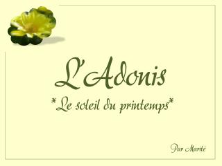 L’Adonis  *Le soleil du printemps*