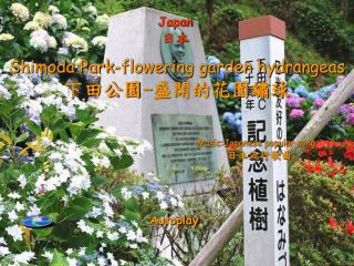 Shimoda Park-flowering garden hydrangeas 下田公園 - 盛開的花園繡球