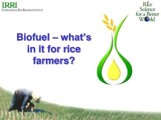 Biofuel – what’s in it for rice farmers?