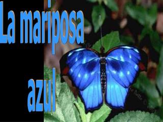 La mariposa azul