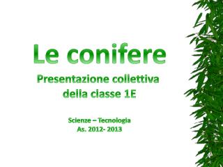 Le conifere Presentazione collettiva della classe 1E Scienze – Tecnologia As. 2012- 2013