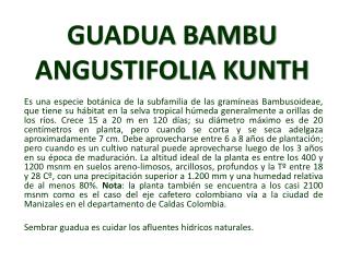 GUADUA BAMBU ANGUSTIFOLIA KUNTH