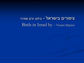 ציפורים בישראל - צילום יורם שפירר Birds in Israel by - Yoram Shpirer