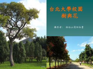 台北大學校園 樹與花