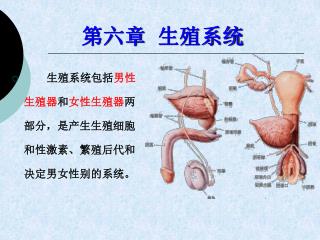 第六章 生殖系统