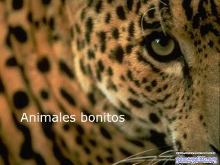 Animales bonitos