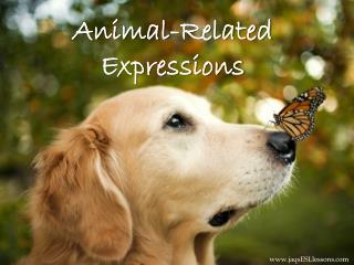 Animal-Related Expressions