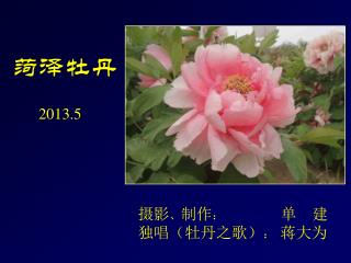 菏泽牡丹