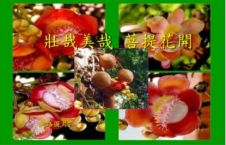 壯哉美哉 菩提花開