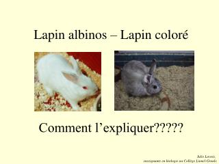 Lapin albinos – Lapin coloré
