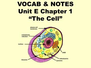 VOCAB &amp; NOTES Unit E Chapter 1 “The Cell”