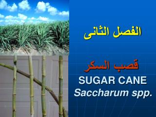 الفصل الثانى قصب السكر SUGAR CANE Saccharum spp.