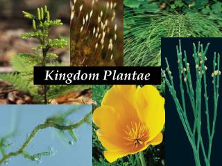 Kingdom Plantae