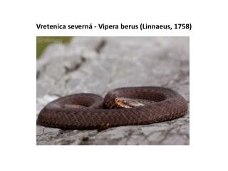 Vretenica severná - Vipera berus (Linnaeus, 1758)