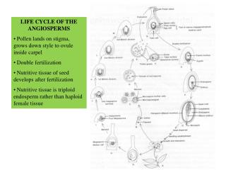 LIFE CYCLE OF THE ANGIOSPERMS Pollen lands on stigma, grows down style to ovule inside carpel