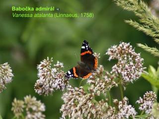 Babočka admirál Vanessa atalanta (Linnaeus, 1758)