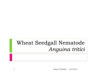 Wheat Seedgall Nematode Anguina tritici