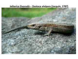 Jašterica živorodá – Zootoca vivipara ( Jacquin , 1787)