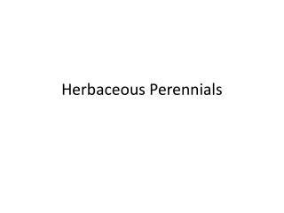 Herbaceous Perennials