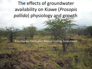 The effects of groundwater availability on Kiawe ( Prosopis pallida ) physiology and growth