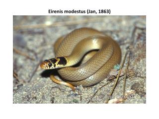 Eirenis modestus ( Jan , 1863)