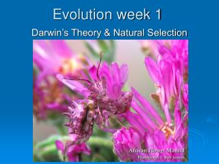 Evolution week 1