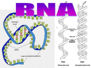 RNA