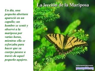 La lección de la Mariposa