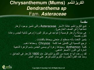 الكريزانثمم Chrysanthemum (Mums) Dendranthema sp Fam. Asteraceae