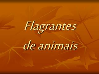 Flagrantes de animais