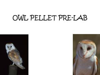 OWL PELLET PRE-LAB