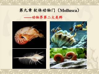 第九章 软体动物门（ Mollusca ）
