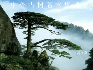 中 外 古 树 名 木 集 锦