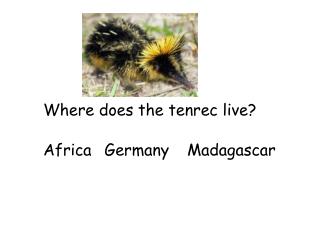 Where does the tenrec live?