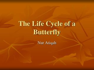 The Life Cycle of a Butterfly