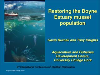 Restoring the Boyne Estuary mussel population Gavin Burnell and Tony Knights