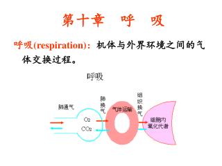 呼吸 (respiration) ： 机体与外界环境之间的气体交换过程。