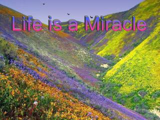 Life is a Miracle