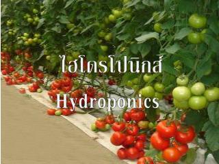 ไฮโดรโปนิกส์ Hydroponics