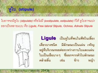 หูใบ (stipule)