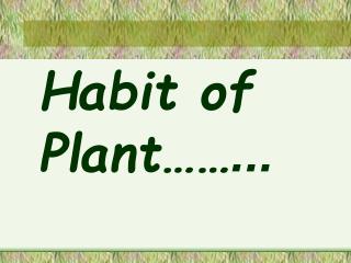 Habit of Plant……...