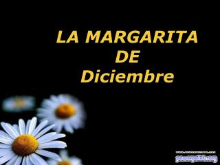 LA MARGARITA DE Diciembre