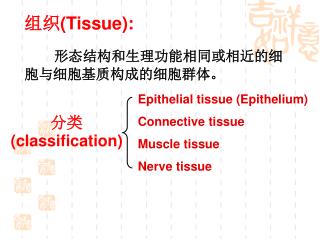 组织 (Tissue): 形态结构和生理功能相同或相近的细胞与细胞基质构成的细胞群体。